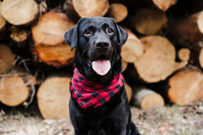 Beautiful black labrador dog wearing modern bandana standing by wood trunks in mountain