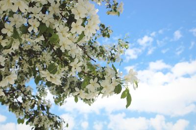 Low angle view of white blossoms against blue sky