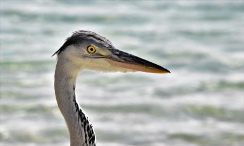 Close-up of a bird