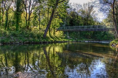 Scenic view of lake in forest