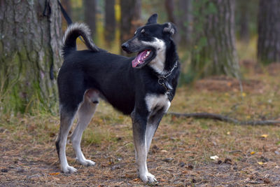 Close-up of a dog on field