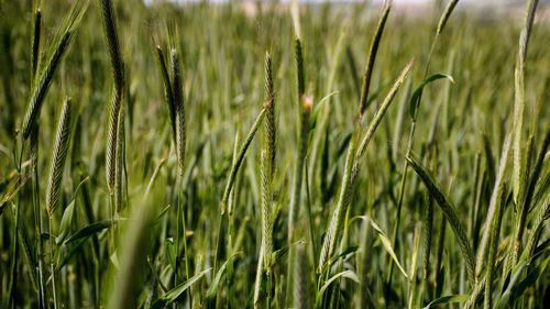 Close-up of wheat growing on field