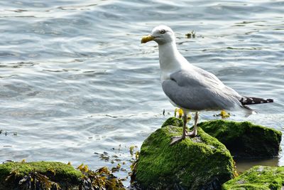 Birds in water