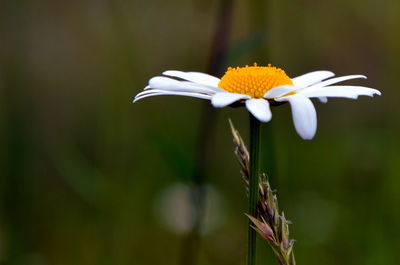 Close-up of white flower blooming outdoors