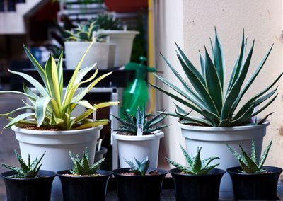 Close-up of potted plants on window