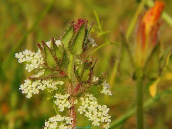 Close-up of flowering plant