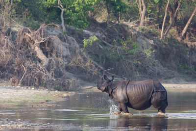 Side view of elephant drinking water