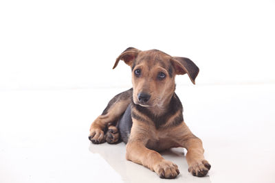 Portrait of a dog resting on white background