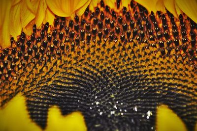 Full frame shot of yellow caterpillar