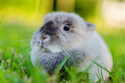 Close-up of rabbit on field