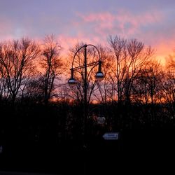 Silhouette of trees at sunset