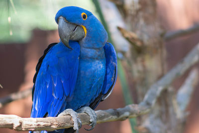Close-up of blue parrot perching on branch