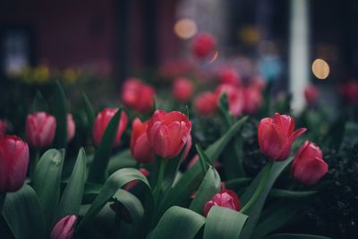 Close-up of red tulips blooming outdoors