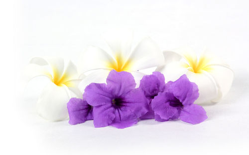 Close-up of flowers against white background