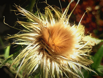 Close-up of dandelion on field