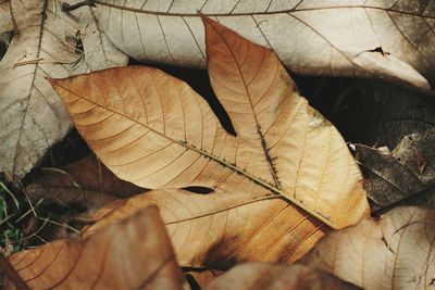 Close-up of fallen maple leaves