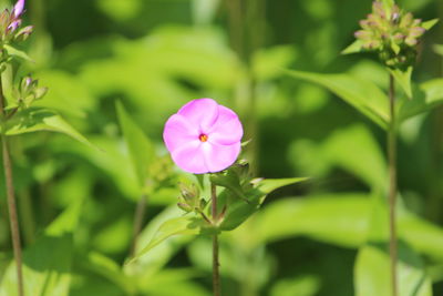 Close-up of purple flowering plant