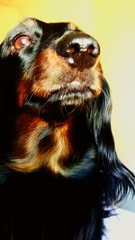 Close-up of dog
