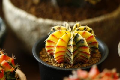 Close-up of succulent plant