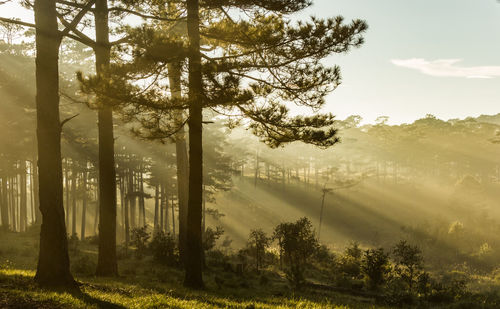 Sunlight emitting through trees in forest