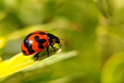 Close-up of ladybug on leaf