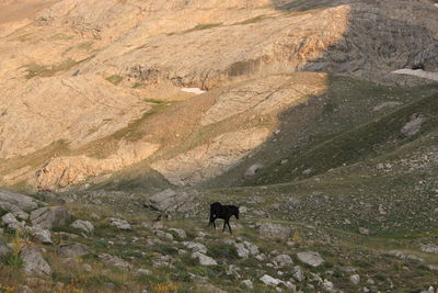 View of a horse on rock