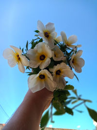 Close-up of hand holding white flowering plant against blue sky