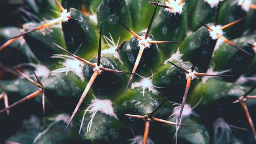 Close-up of spider web on plant