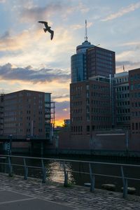 Seagull flying over buildings in city against sky