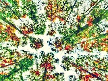 Low angle view of trees in forest against sky