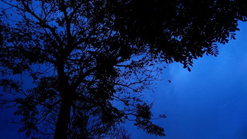 Low angle view of tree against clear blue sky