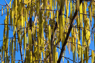 Low angle view of bamboo trees against sky