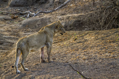 Lioness standing on land