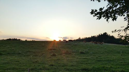 Scenic view of field against clear sky during sunset