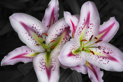 Close-up of pink lily flowers