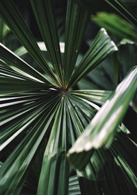 Close-up of palm leaves