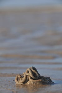 Close-up of a turtle on the beach