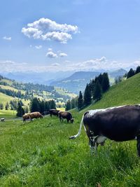 Cow standing on field against sky