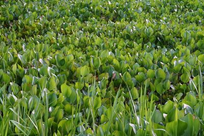 Full frame shot of plants growing on field