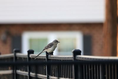 Bird perching on railing against building