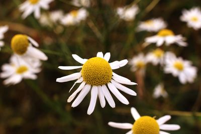 Close-up of yellow daisy blooming outdoors