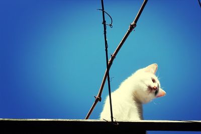 Low angle view of bird against clear blue sky