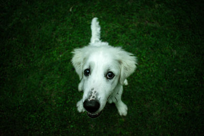 Portrait of dog on grass