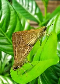 Close-up of butterfly perching on leaf