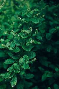 Mint or spearmint green herb plant growing in the garden outdoor.