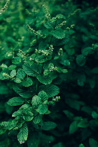 Close-up of plant