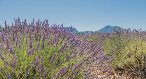 Purple flowering plants growing on field against clear blue sky