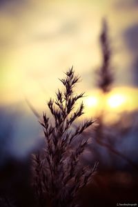 Close-up of silhouette plant against sunset sky