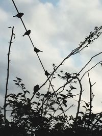 Low angle view of silhouette birds perching on tree