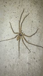 Close-up of spider